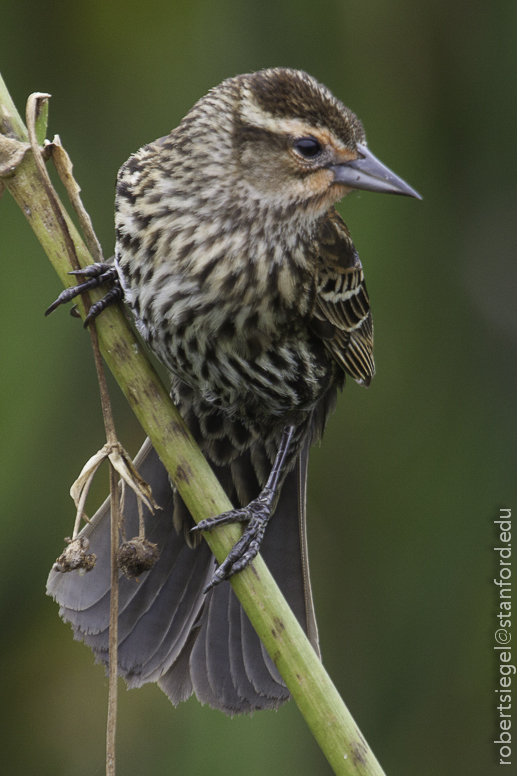 red-winged blackbird